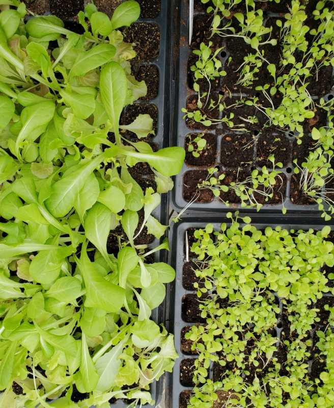 Seed Starter 101 Comparison 2 2