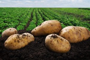 potato crops e1520000556355 300x200 1