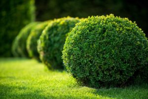 trees shrubs 300x200 1