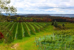 vineyard 300x204 1 1
