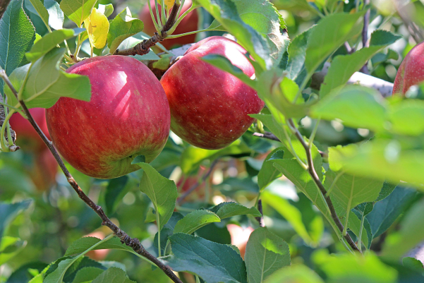 How to Help A New Tree Thrive