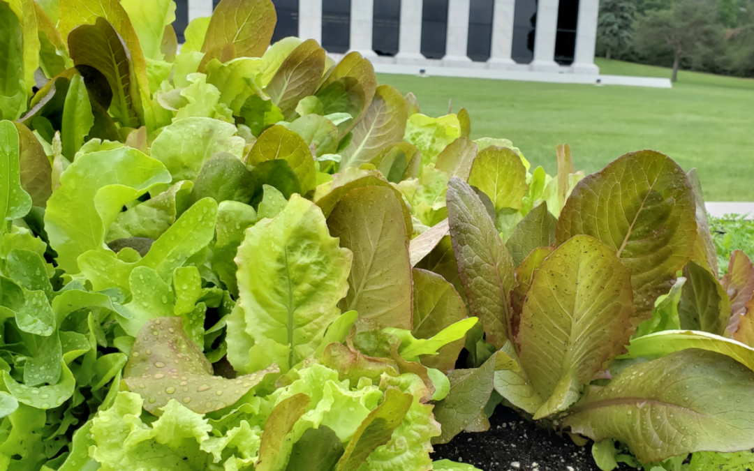 Liquid Amendments Are Here For Your Crops