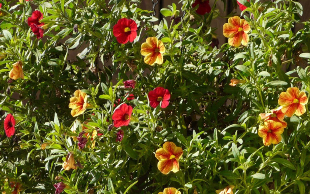 What’s Growing With Tom Week 4: Raised Flower Bed