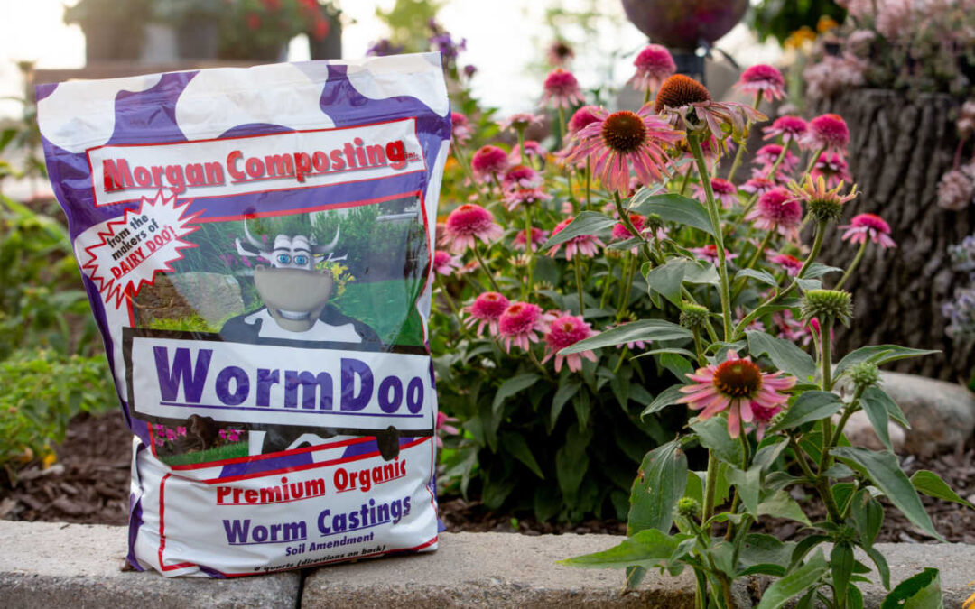 What’s Growing with Tom Week 7: Hanging Flower Baskets