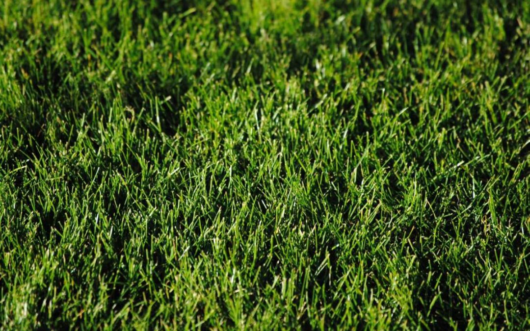 How to Grow (and Maintain) a Beautiful Lawn!
