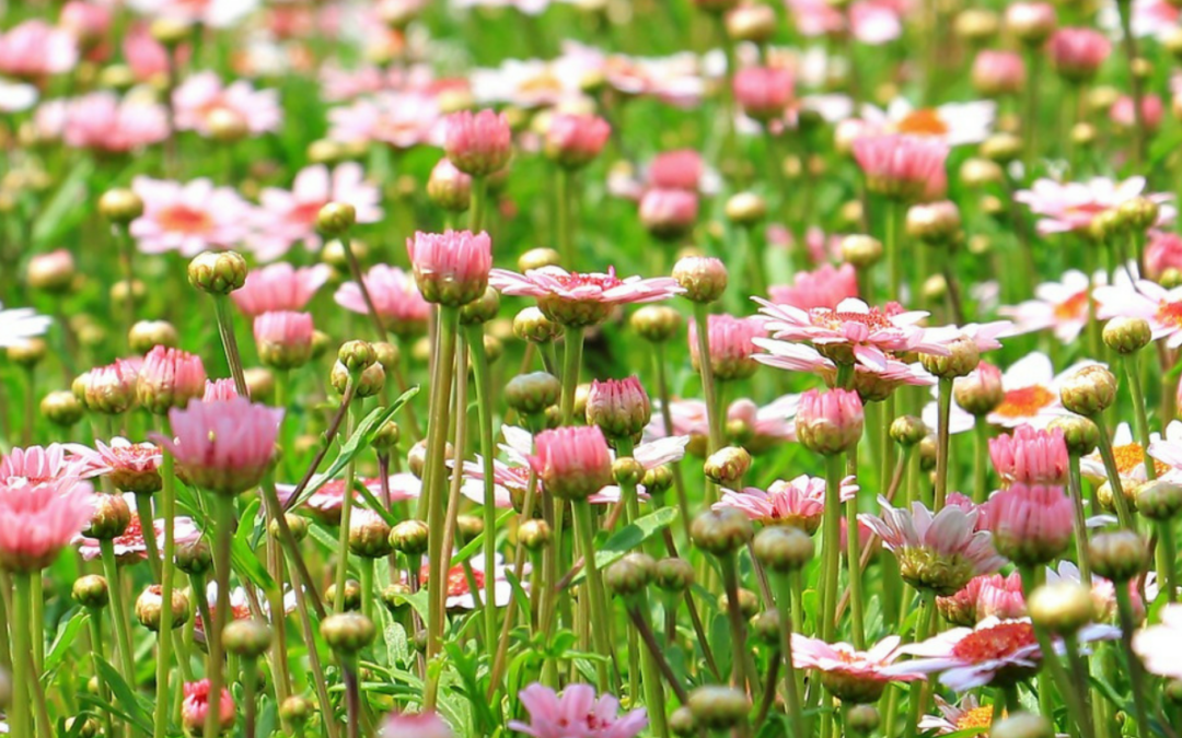 What’s Growing With Tom Week 11: How to Get More Colorful Blooms