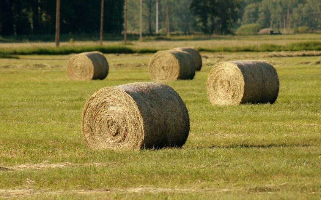 New for 2018: DAIRY DOO’s Hay Program
