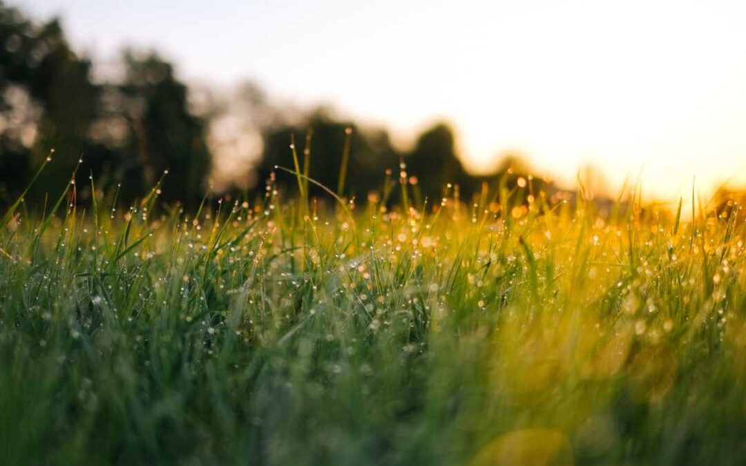 What’s Growing with Tom Week 6: Lawn Care