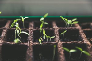 seedlings 300x200 1