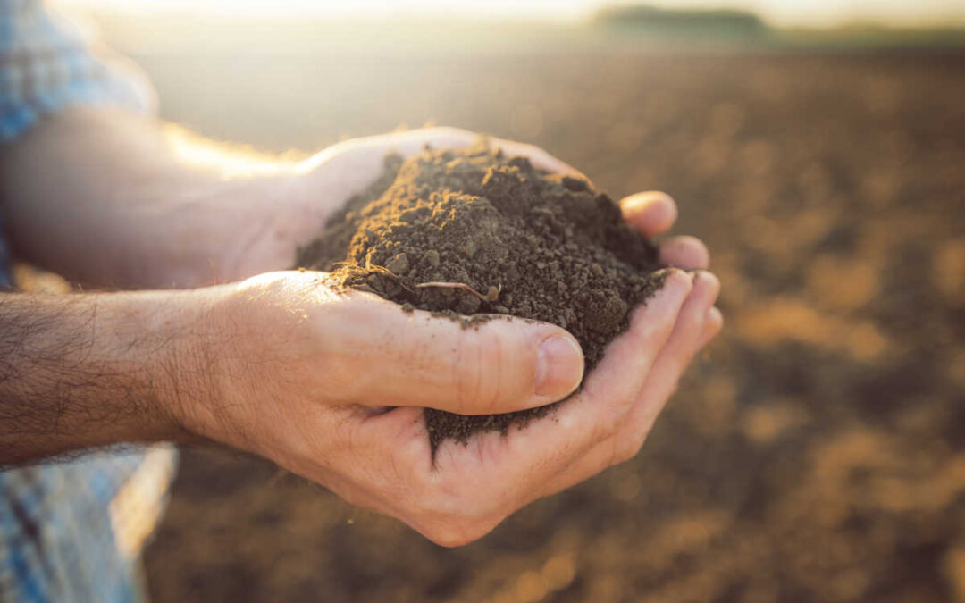 DOO Lab Experiment: Do amendments really help hold moisture in soils?