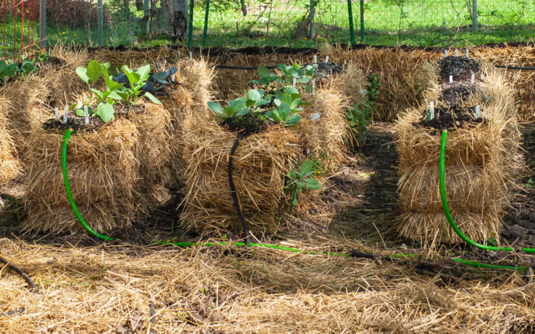 Straw Bale Gardening