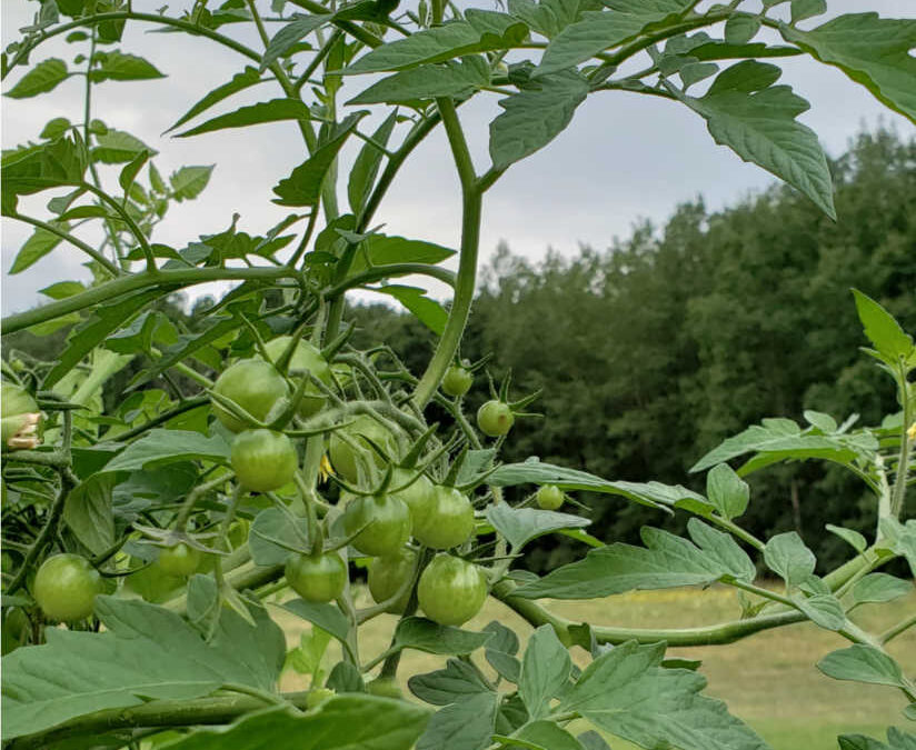 What’s Growing With Tom Week 14: Garden Update